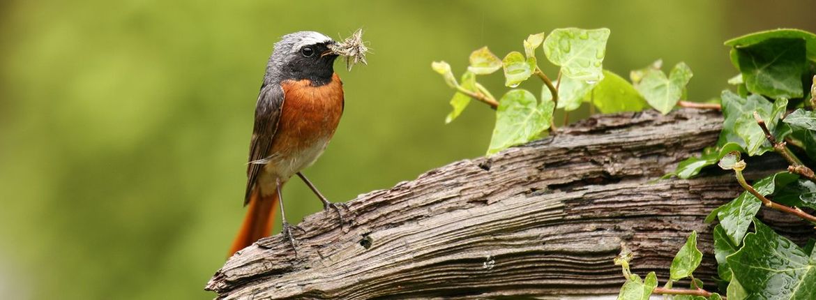 Gekraagde roodstaart / Shutterstock