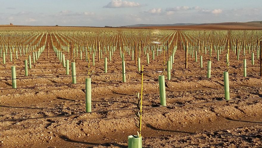 Intensieve olijfplantage / Carlos Ruiz