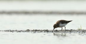 Temmincks strandloper / Jelle de Jong