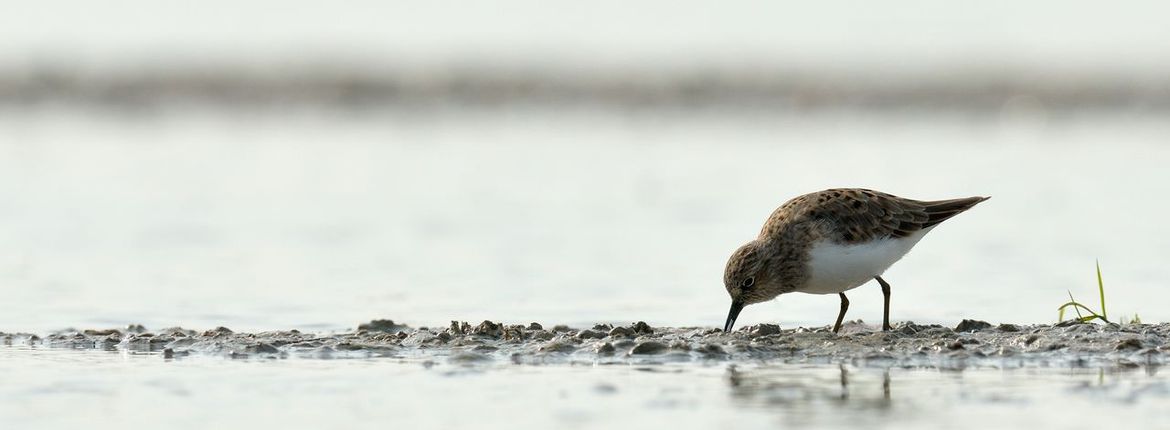 Temmincks strandloper / Jelle de Jong