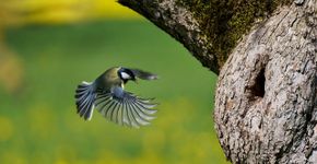 Koolmees insect / Shutterstock