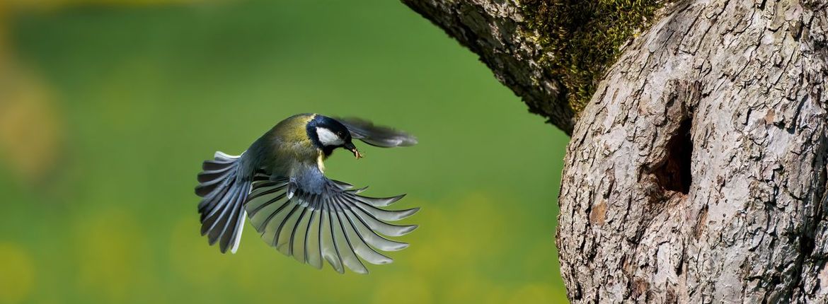 Koolmees insect / Shutterstock
