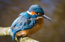 Portret van een ijvogel