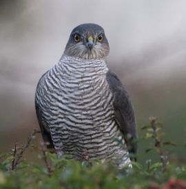 sperwer in de achtertuin