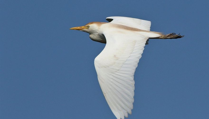 koereiger/ Henk Reuvekamp, vogelfotogalerij