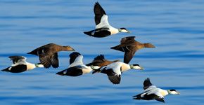 Eider / Shutterstock