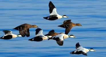 Eider / Shutterstock