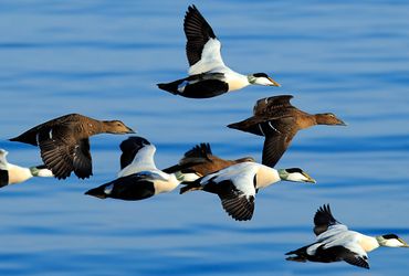 Eider / Shutterstock