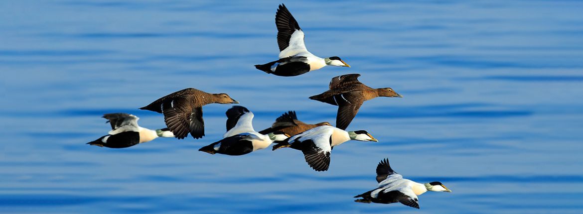 Eider / Shutterstock