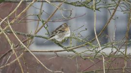 Voederen in de tuin