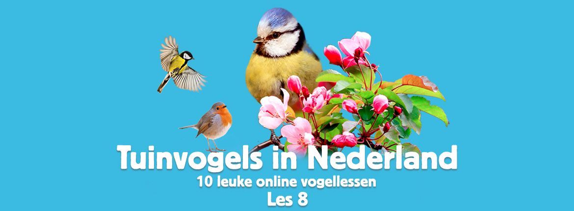 Header Tuinvogels in Nederland