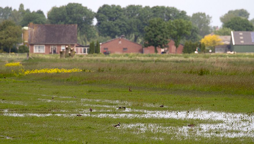 Kieviten in landschap / Jouke Altenburg