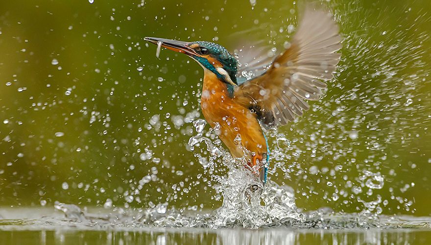 IJsvogel / Rob Kempers