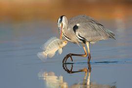 Blauwe reiger / Shutterstock