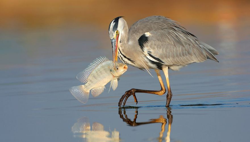 Blauwe reiger / Shutterstock