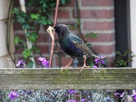 materiaal voor een nest