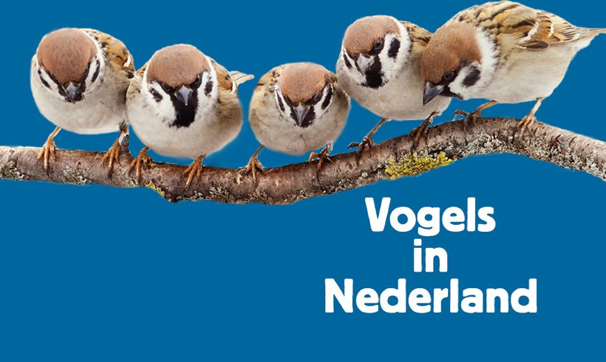 Cursus Vogels in Nederland