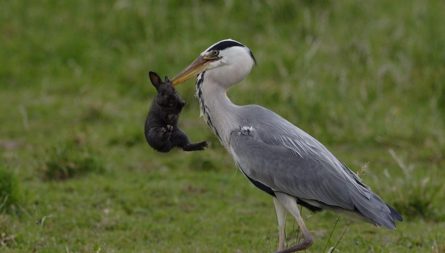 Blauwe reiger / Ad Sprang