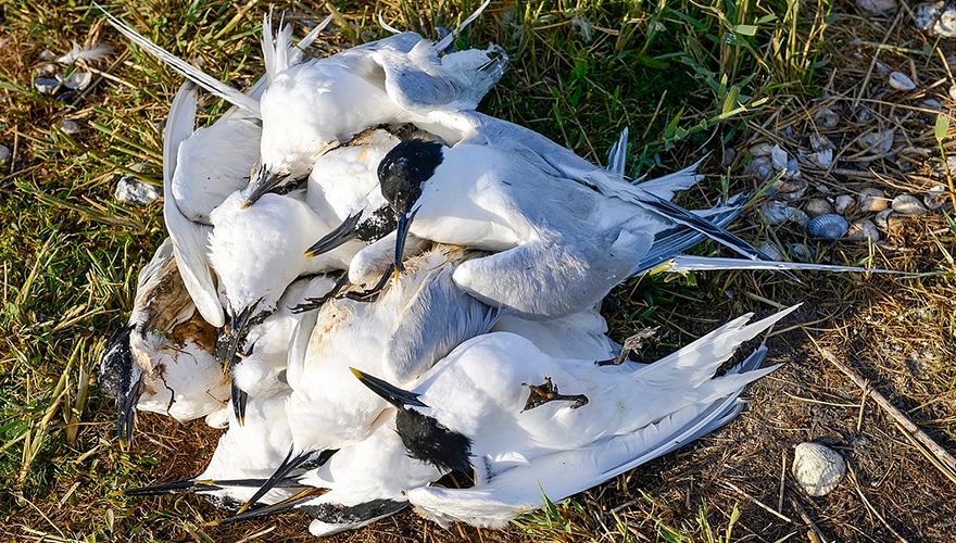 Vogelgriep grote sterns op Texel / Rene Pop