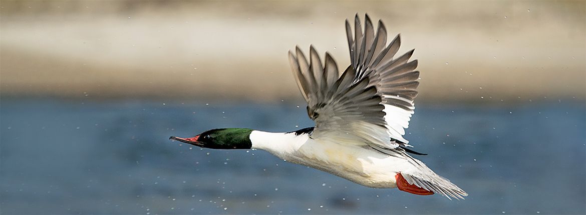 Grote zaagbek / Shutterstock