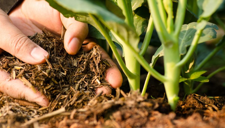 Compost / Shutterstock