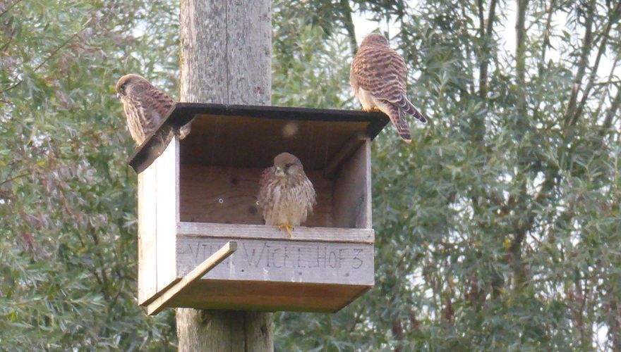 Marie Curie, Albert Einstein en Johannes Keppler voor het laatst op hun vaste honk.