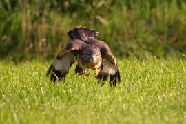 Buizerd valt aan