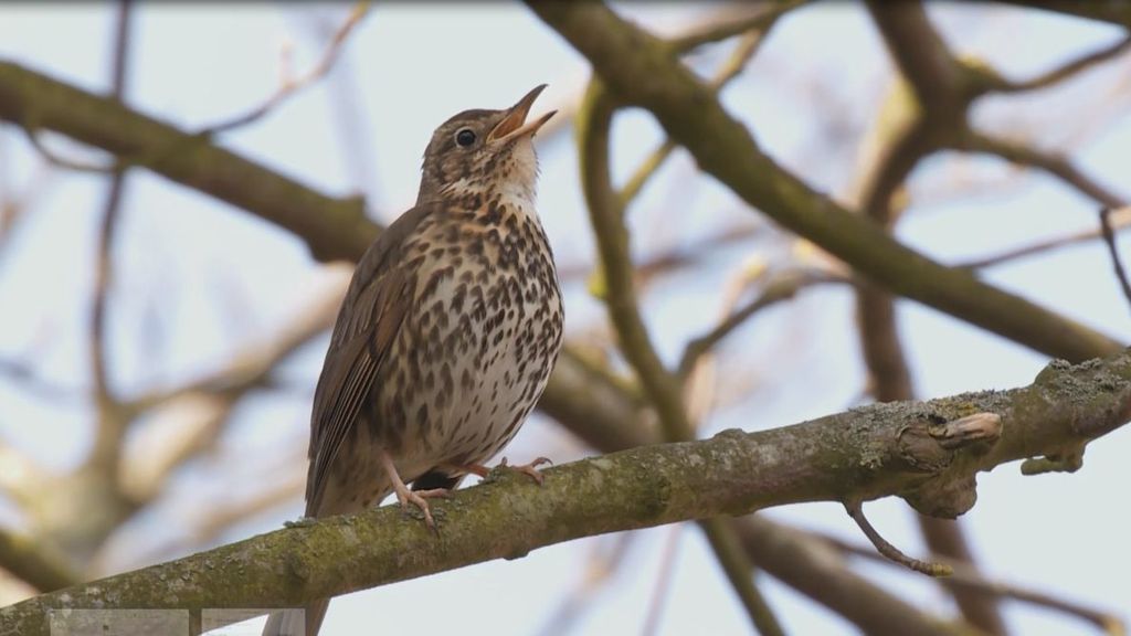 Zanglijster | Vogelbescherming