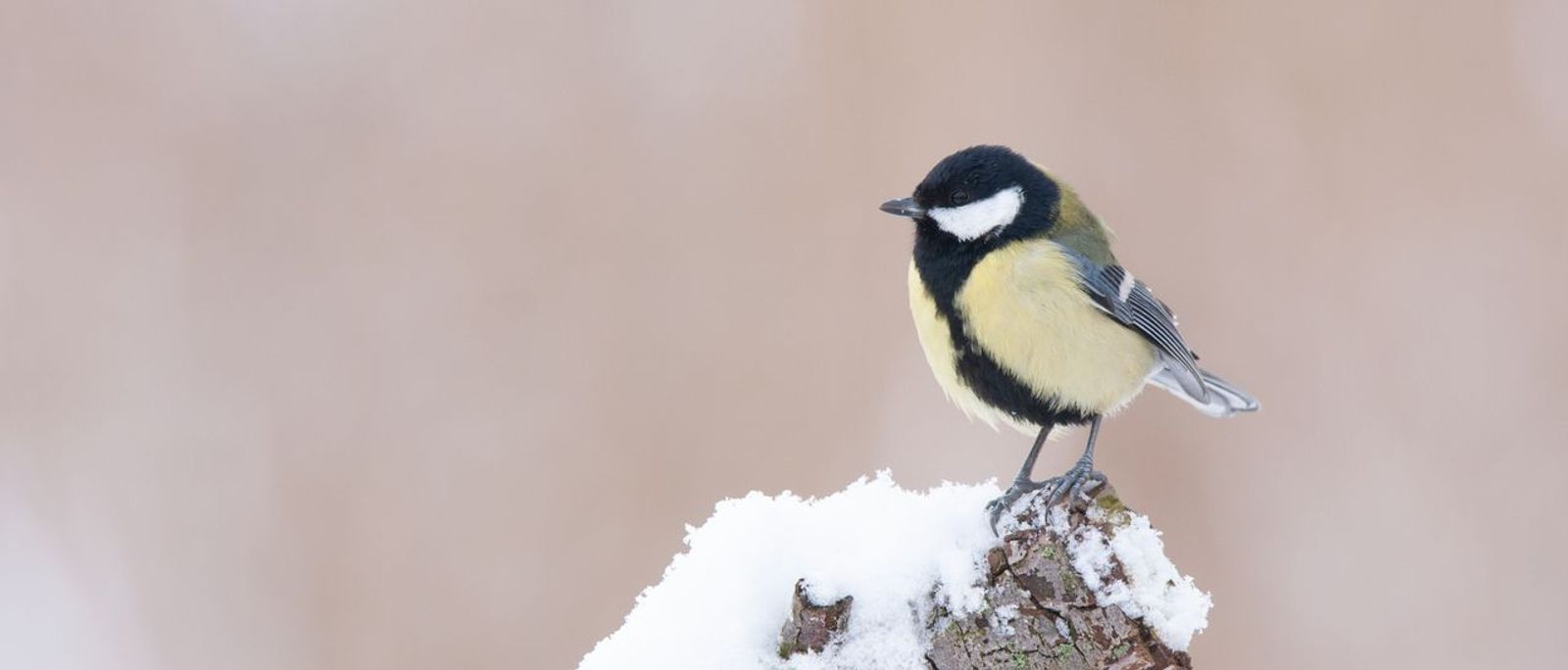 Koolmees/ Martin Hierck