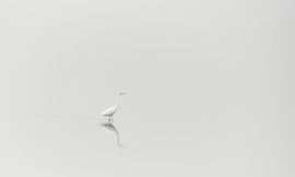 Eenzame zilverreiger