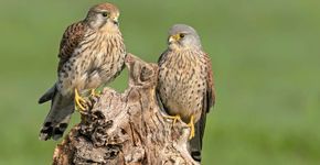 Torenvalk / Cees Huijser, Fotogalerij