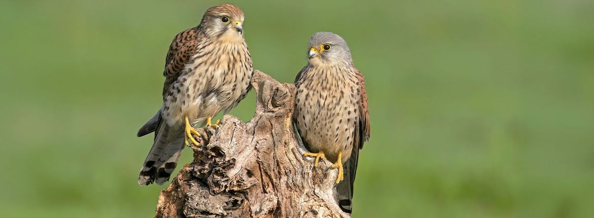 Torenvalk / Cees Huijser, Fotogalerij