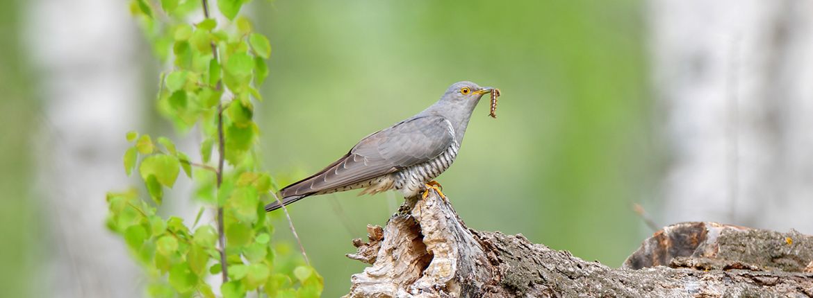 Koekoek / shutterstock