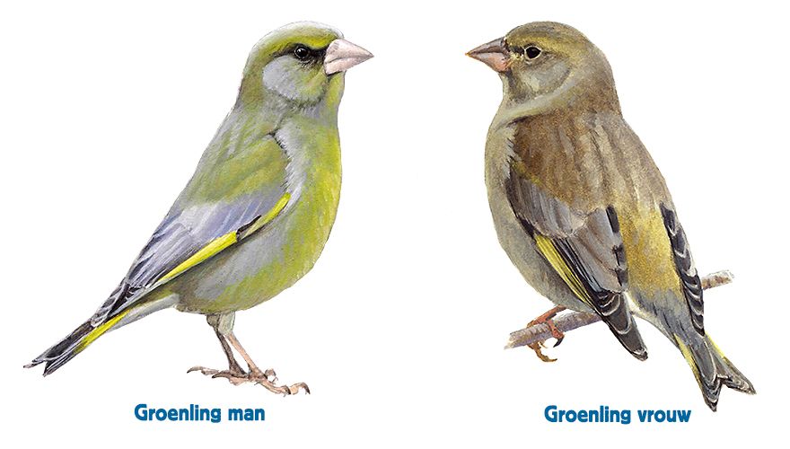 infographic groenling