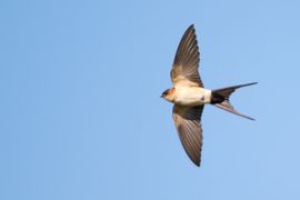 De zeldzame Roodstuitzwaluw