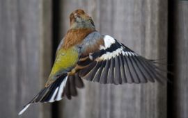 Vink in vlucht