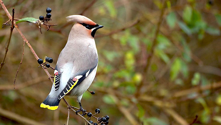 Pestvogel / Birdphoto