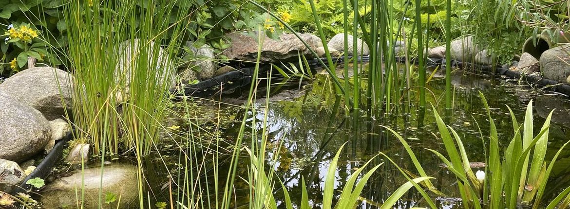 Vijver Beleef de Lente / Miranda Engels