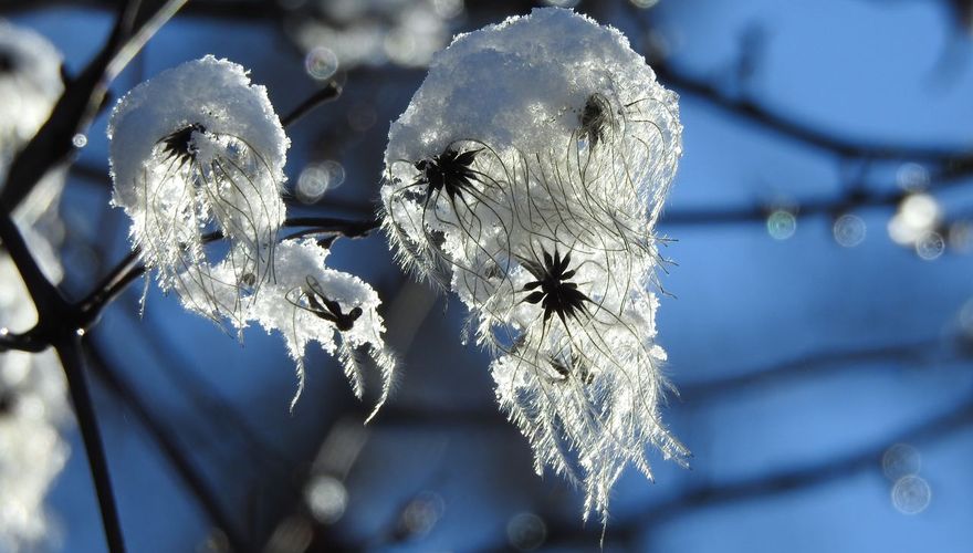 Wilde bosrank / Shutterstock