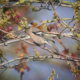 Vink in de lentezon