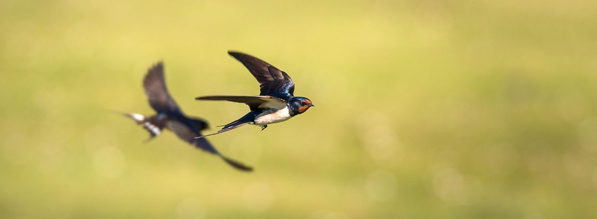 Boerenzwaluw / Shutterstock