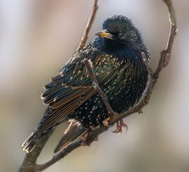 Hoe mooi kan een gewone vogel zijn