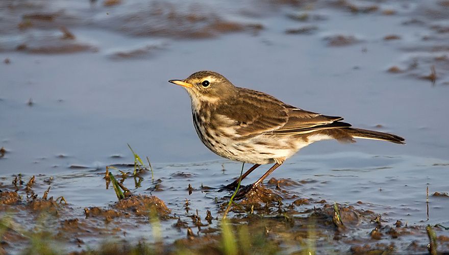 Waterpieper / Birdphoto