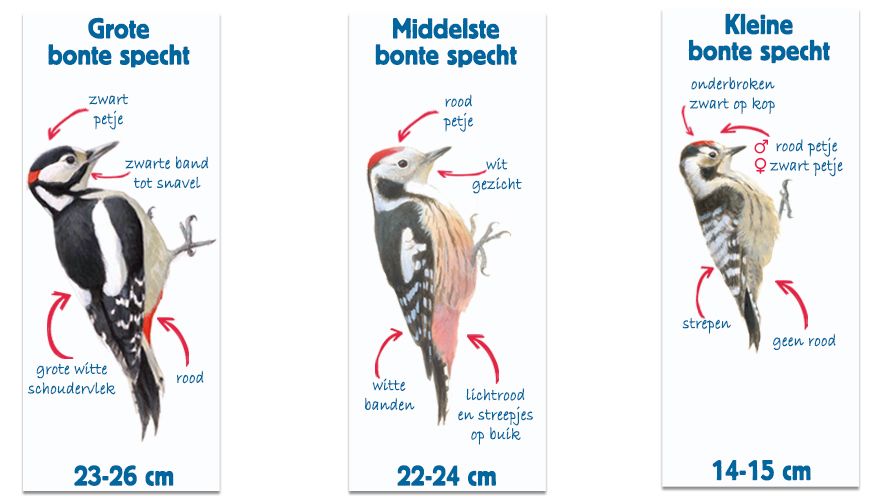 Infographic spechten