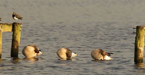 Kievit en grauwe gans / Rob Kempers