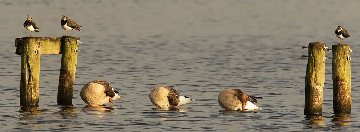 Kievit en grauwe gans / Rob Kempers