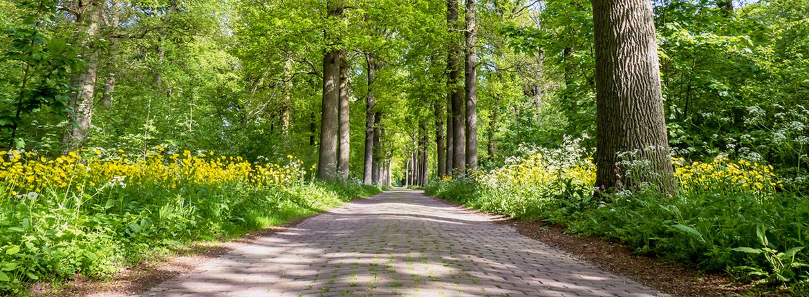 Eikenbomen / Shutterstock