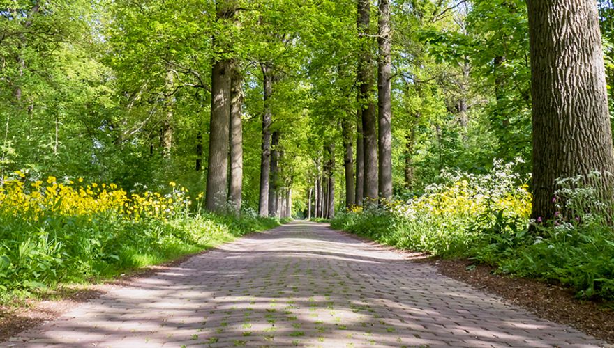 Eikenbomen / Shutterstock