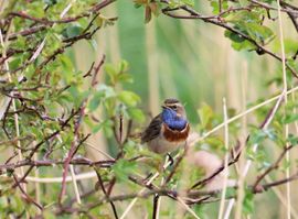Hij ging er mooi voor zitten