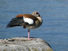 Vogel bij de Maas in Maastricht